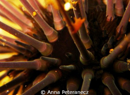 urchin on wreck by Anna Peteranecz 