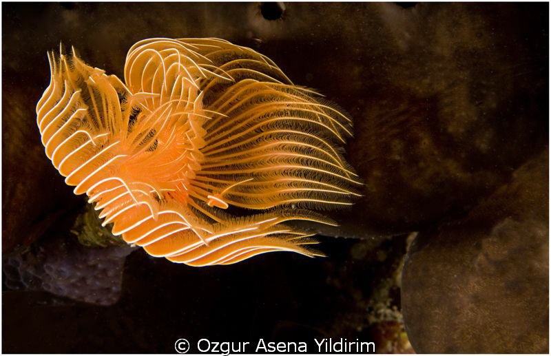 taken in ayvalık by Ozgur Asena Yildirim 