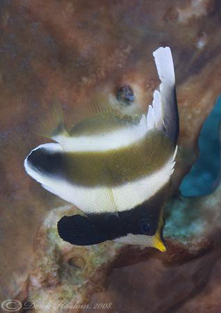 Pennant Bannerfish. Lembeh straits. D200, 60mm. by Derek Haslam 