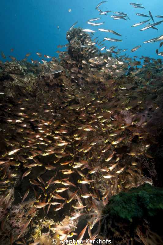 Glassfish and juvenile barracudas taken in Na'ama bay. by Stephan Kerkhofs 