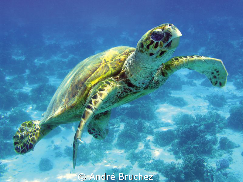 Tortue verte shootée lors de ma croisière nord. by André Bruchez 