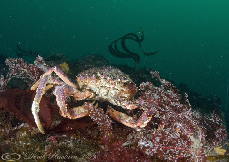 Spiny spider crab. Inishturk. D3, 16mm, 2xtc. by Derek Haslam 