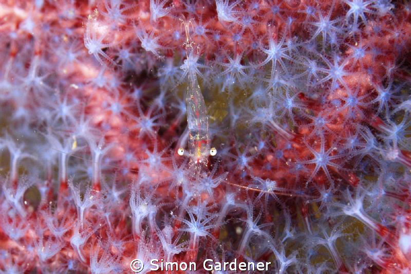 SHOT WITH NIKON D70S  WITH 50MM MACRO LENSE by Simon Gardener 