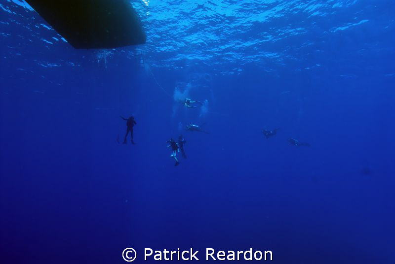 Dive's End.  Divers return to the roost. by Patrick Reardon 