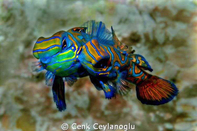 How deep is your love?..
 by Cenk Ceylanoglu 