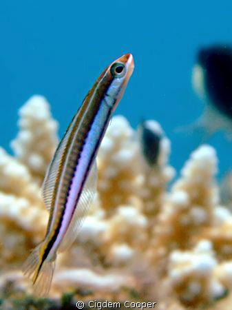 Piano fangblenny.
Fuji f50&fantasea 100 mm macro lens&fa... by Cigdem Cooper 