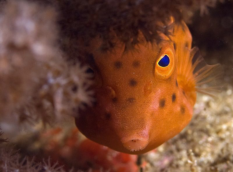 Juvenile Boxfish, Bare Island by Doug Anderson 