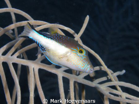 Sharpnose Puffer. by Mark Hoevenaars 