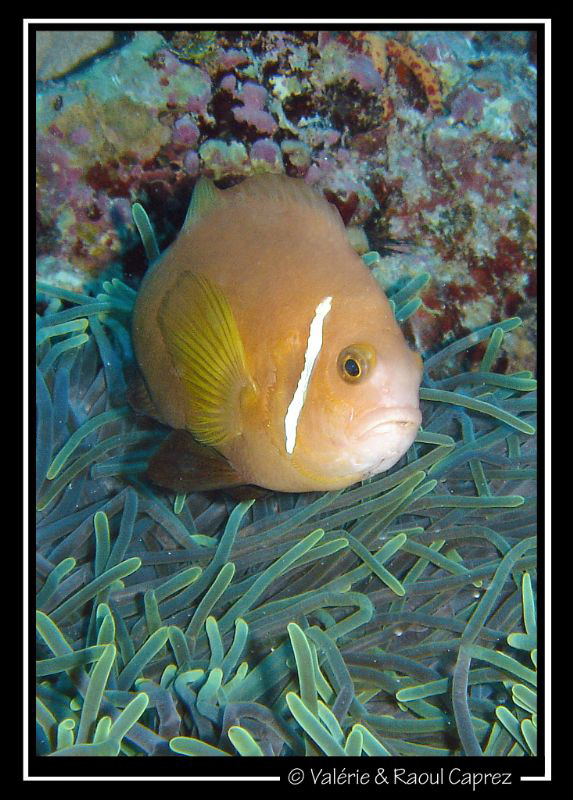 Taken with a old Sony T33. by Raoul Caprez 