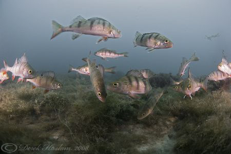 Perch. Capernwray. D200, 10.5mm. by Derek Haslam 