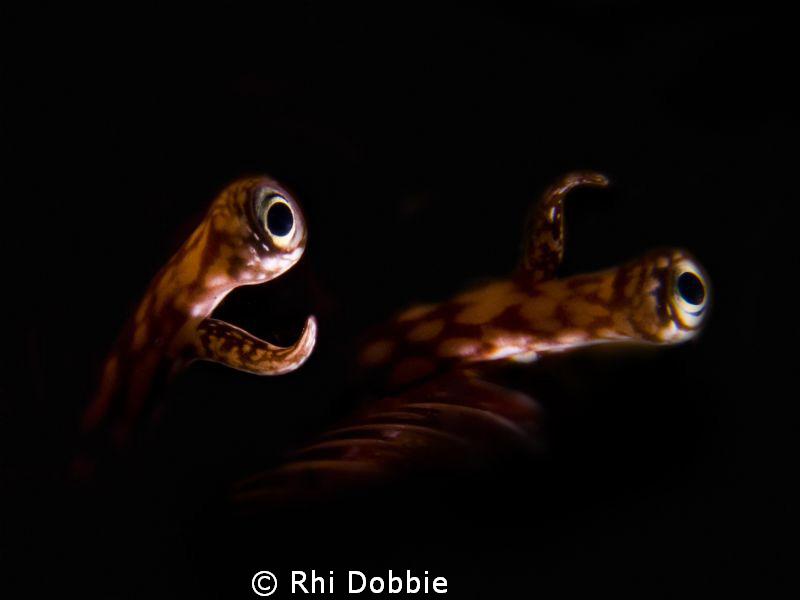 PEEK A BOO... 
I've darkened the background and cropped.... by Rhi Dobbie 