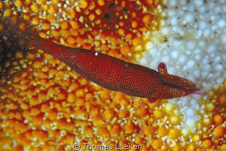 found in Lembeh; d200 by Thomas Lueken 