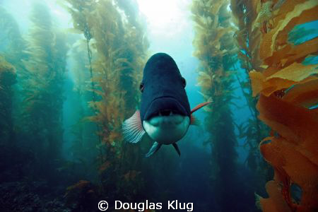 Thunk.  A large California Sheephead investigates my dome... by Douglas Klug 