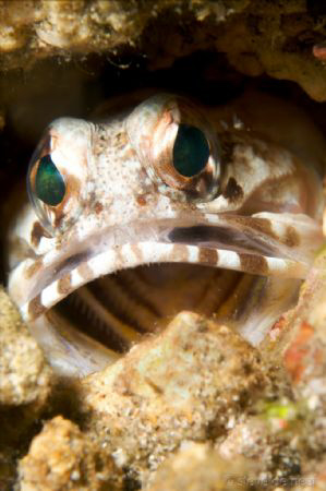 Say Aaaaaah. Jawfish posing for the camera. 60mm lens. by Steve De Neef 