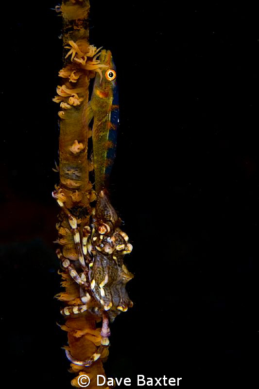 taken near the Liberty wreck bali by Dave Baxter 