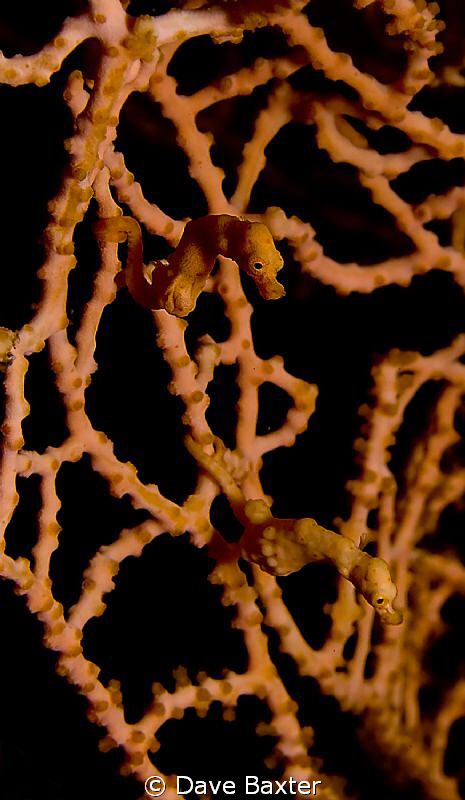 2 orange pygmy's by Dave Baxter 
