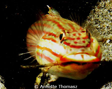 Caught this guy house keeping...... by Annette Thomasz 