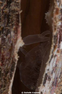 Clam, not sure skeleton or alive (Shrimp) by Eschelle Knoesen 