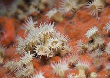 Anemone's. Lembeh straits. D200, 60mm. by Derek Haslam 