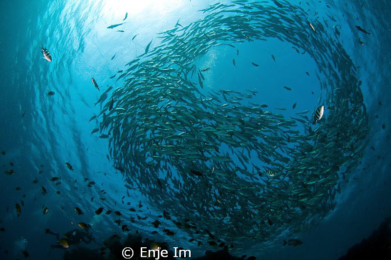 from Tulamben liberty shipwreck, Bali, Indonesia by Enje Im 