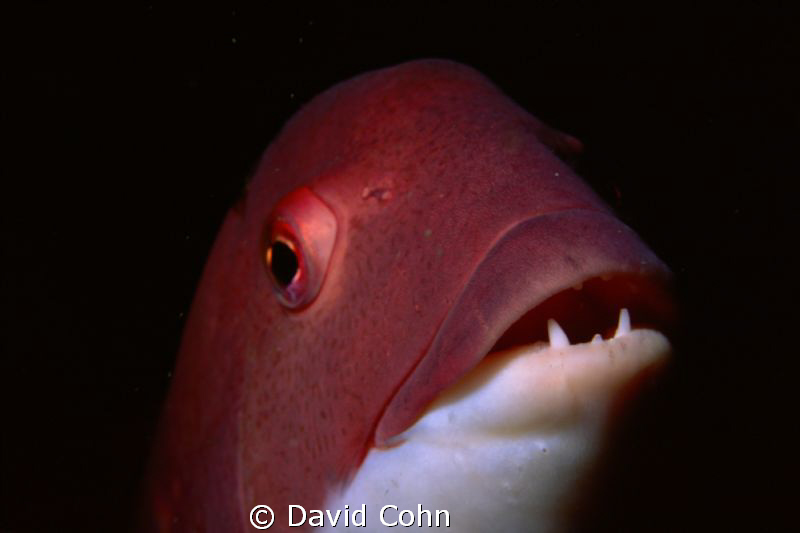 sheepshead head and teeth using macro-channel islands by David Cohn 