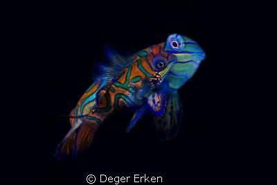 mandarin lovers by Deger Erken 