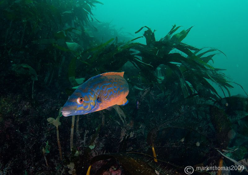 Cuckoo wrasse in the kelp off Inisturk, Connemara.
D3 16... by Mark Thomas 