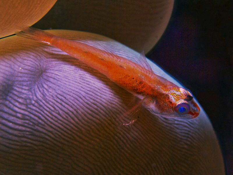 Goby on bubble coral. Dili, East Timor. by Doug Anderson 