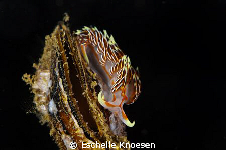 NUdi and clam1 by Eschelle Knoesen 