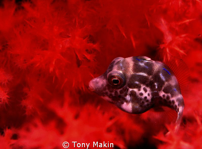 File fish? by Tony Makin 
