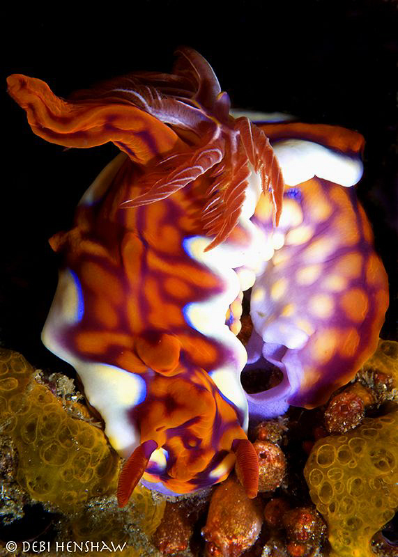Ceratosoma magnificum laying eggs by Debi Henshaw 