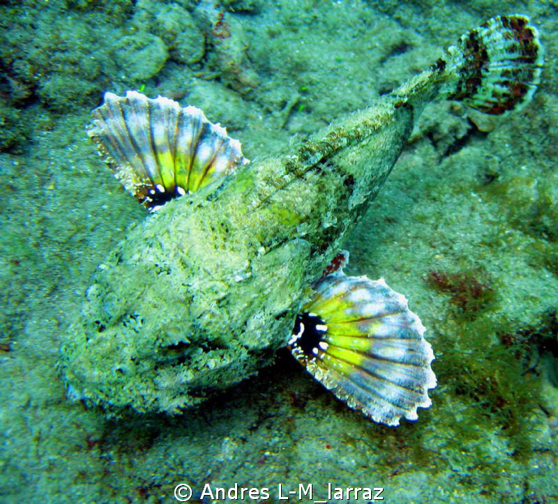 SCORPION/ CAMOUFLAGE  Off by Andres L-M_larraz 