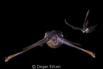 brotherhood by Deger Erken 