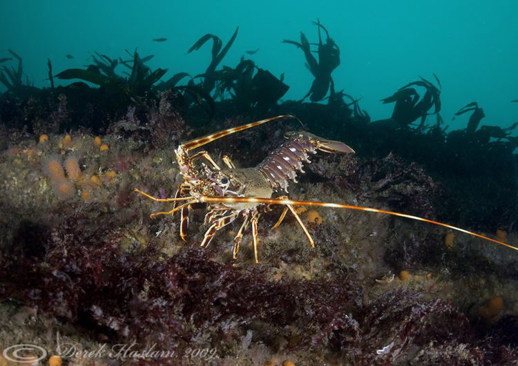 Crawfish. Insihturk. D3, 16mm, 2xtc. by Derek Haslam 