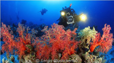 Soft corals by Sergiy Glushchenko 