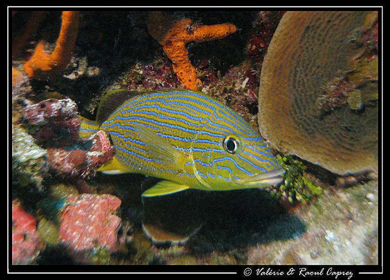 Taken with a Canon G9. by Raoul Caprez 