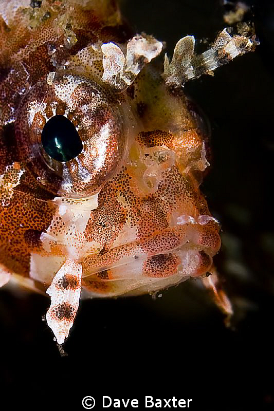 taken in Bali by Dave Baxter 