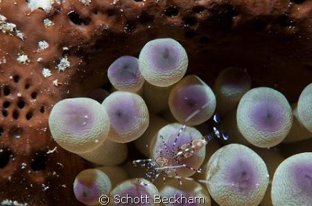 Anenome with shrimp
Nikon D300
ISO 200 f/13 1/125sec
P... by Schott Beckham 