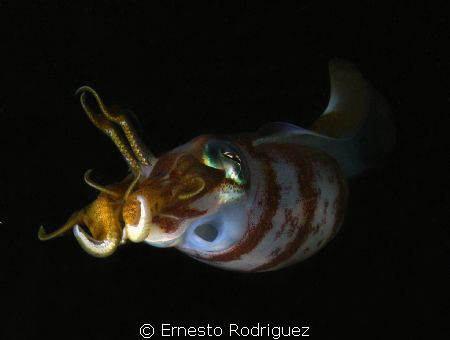 Night dive Crash Boat  canon g9 inon strobes by Ernesto Rodriguez 