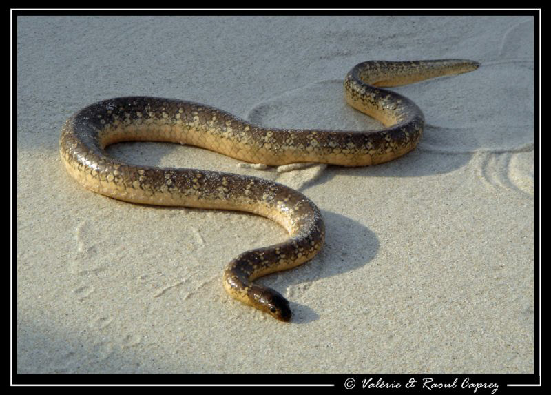 Seen before entering in the water ! by Raoul Caprez 