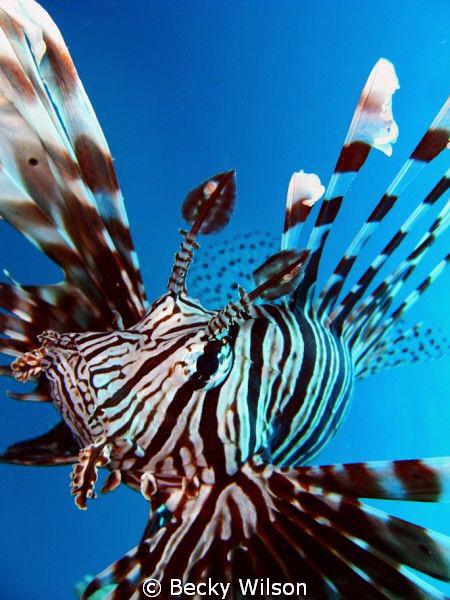 Extreme close up!  Taken in Jeddah. by Becky Wilson 
