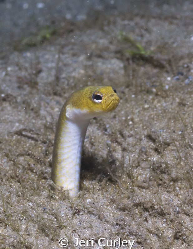 I never knew exactly what a garden eel looked like until ... by Jeri Curley 