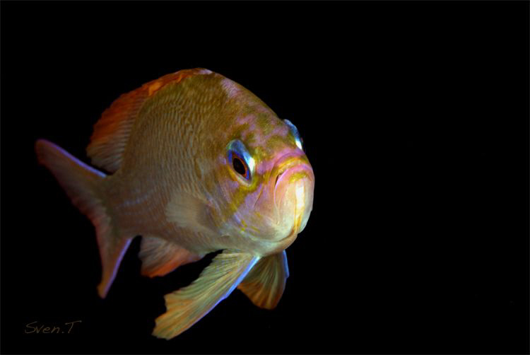 A curious anthias by Sven Tramaux 