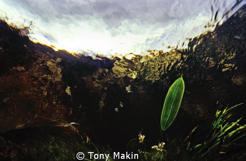 Mountain stream Cedarberg by Tony Makin 
