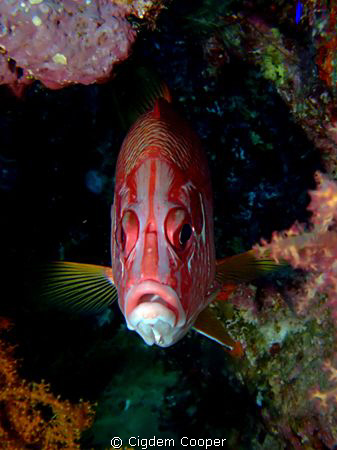 Longjawed squirrelfish.
 by Cigdem Cooper 