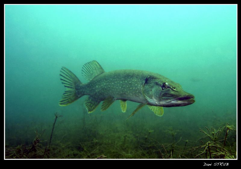 King Pike :-D by Daniel Strub 
