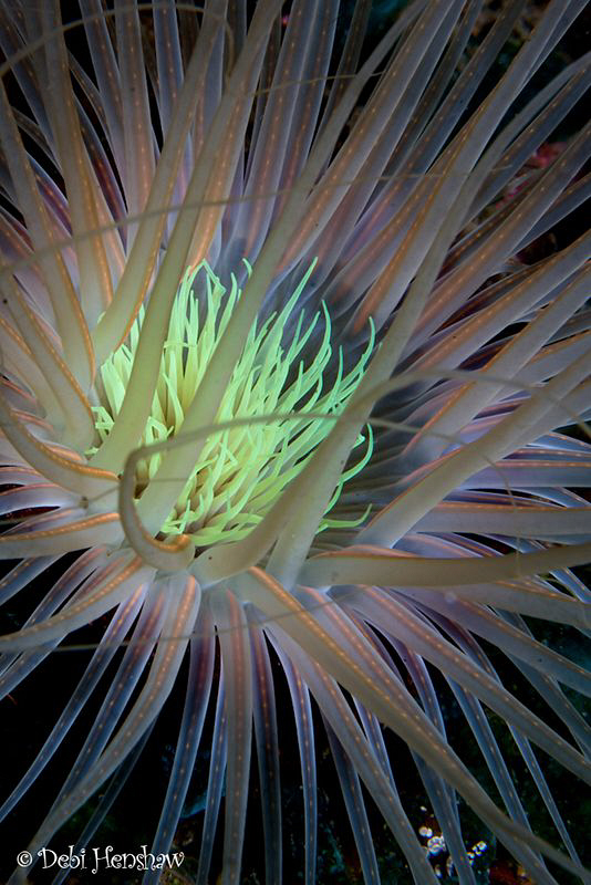 Tube anemone close up by Debi Henshaw 