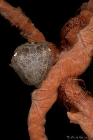 Cuttlefish found a nice little place to hover. Taken at t... by Steve De Neef 
