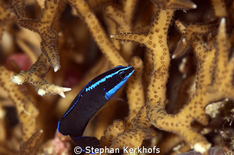 blue-striped dottyback taken with 180mm. by Stephan Kerkhofs 