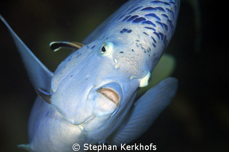 Yellowbar Angelfish while getting cleaned taken with 180mm. by Stephan Kerkhofs 